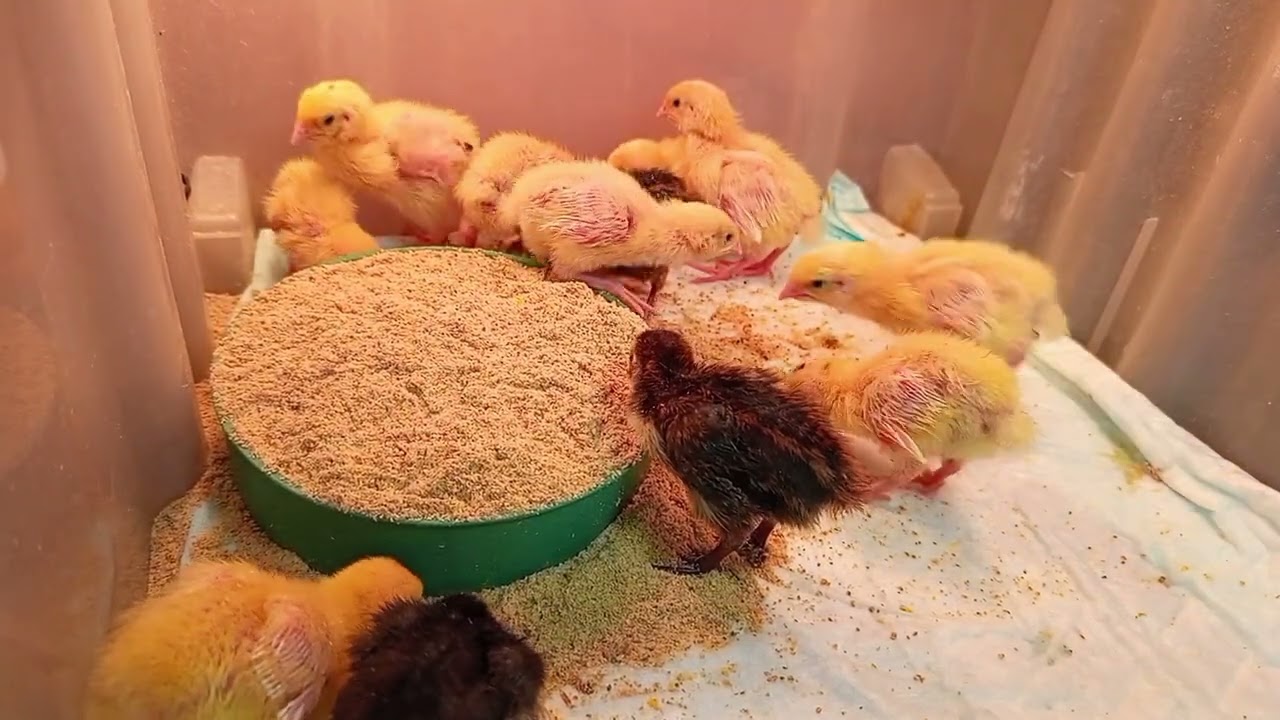 ASMR cuties of the quail🐥Cuties drink and eat to cheerful and sweet music🥰Asmr video💕oddlysatisfaing