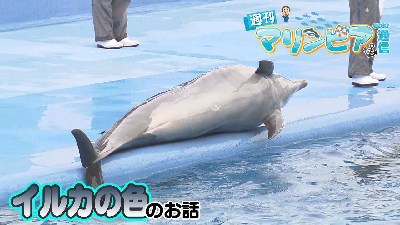 週刊マリンピア通信　＃193 イルカの色