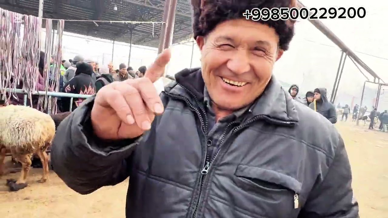 Qo’qon mol bozori | Sotilgan va qaytgan chorva narxlari 