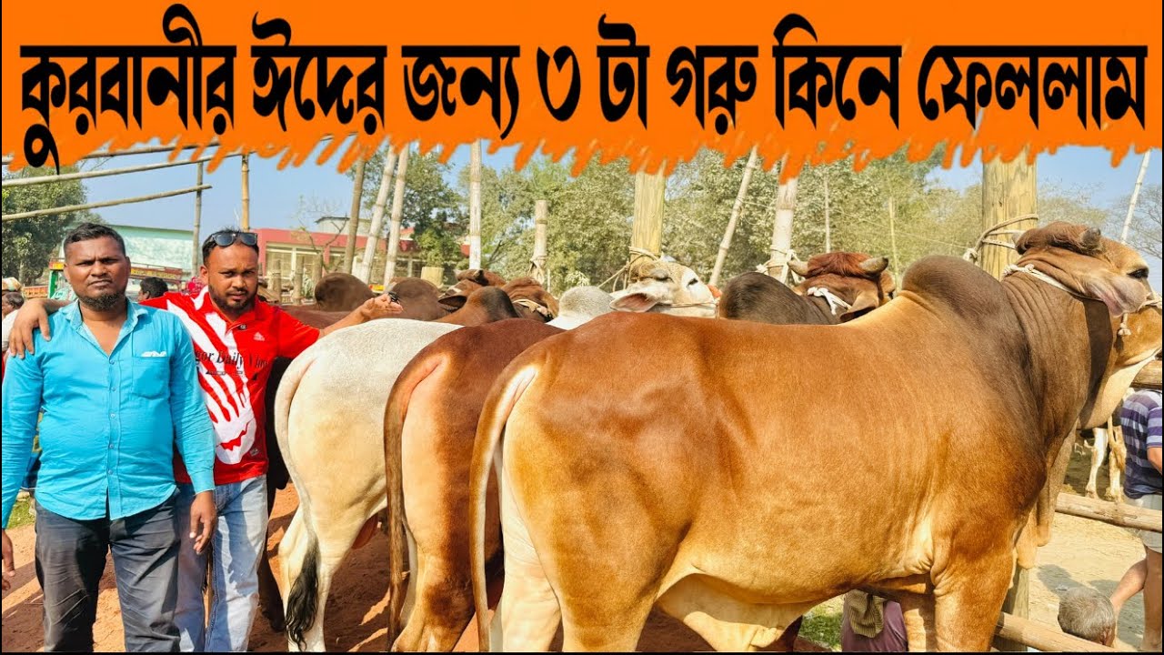 ১৯৯ - কুরবানীর ঈদের জন্য ৩ টা গরু কিনে ফেললাম গরু গুলো কেমন হয়েছে জানাবেন
