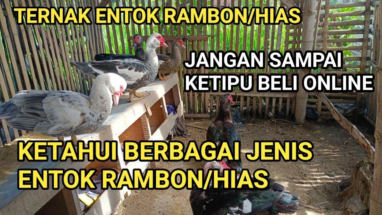 Ternak Entok Rambon Sistem Pembibitan, Ketahui Berbagai Macam Jenis Entok Rambon Atau Hias