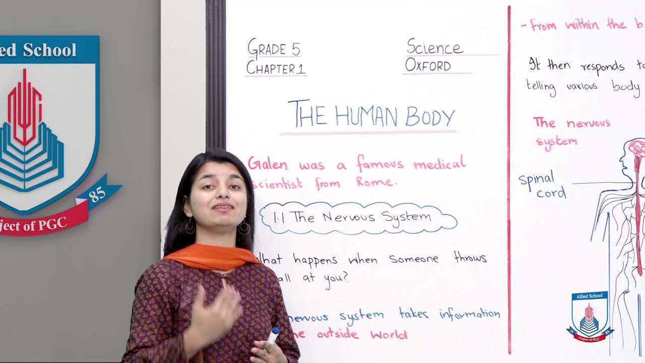 Class 5 - Science - Chapter 01 - Lecture 36 The human Body 1.1 - Allied Schools