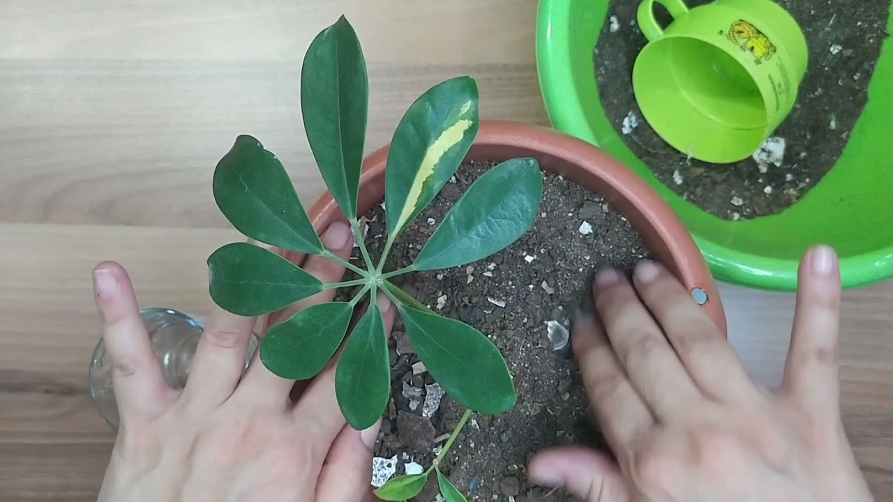 Schefflera suda köklenir 💯💯 sonuç
