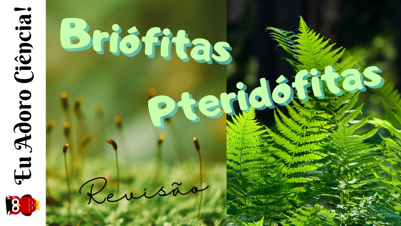 Briófitas e Pteridófitas: Mapa Conceitual, Revisão e Exercícios