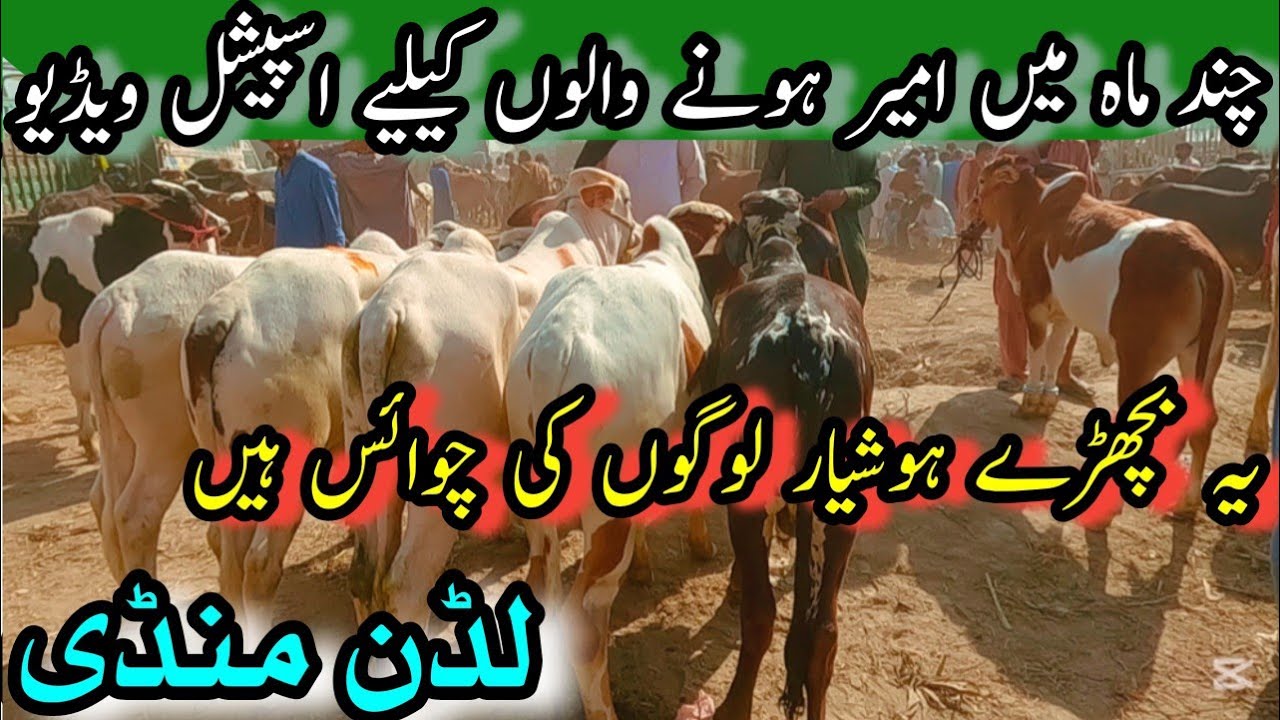 Special Calves For Smart People // Sahiwal Cholistani 2027 Waly Bachray