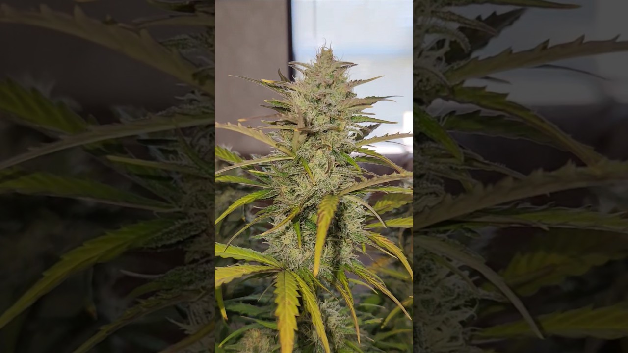 Son Of Odin Seeds Blueberry Muffin x Double Grape Auto