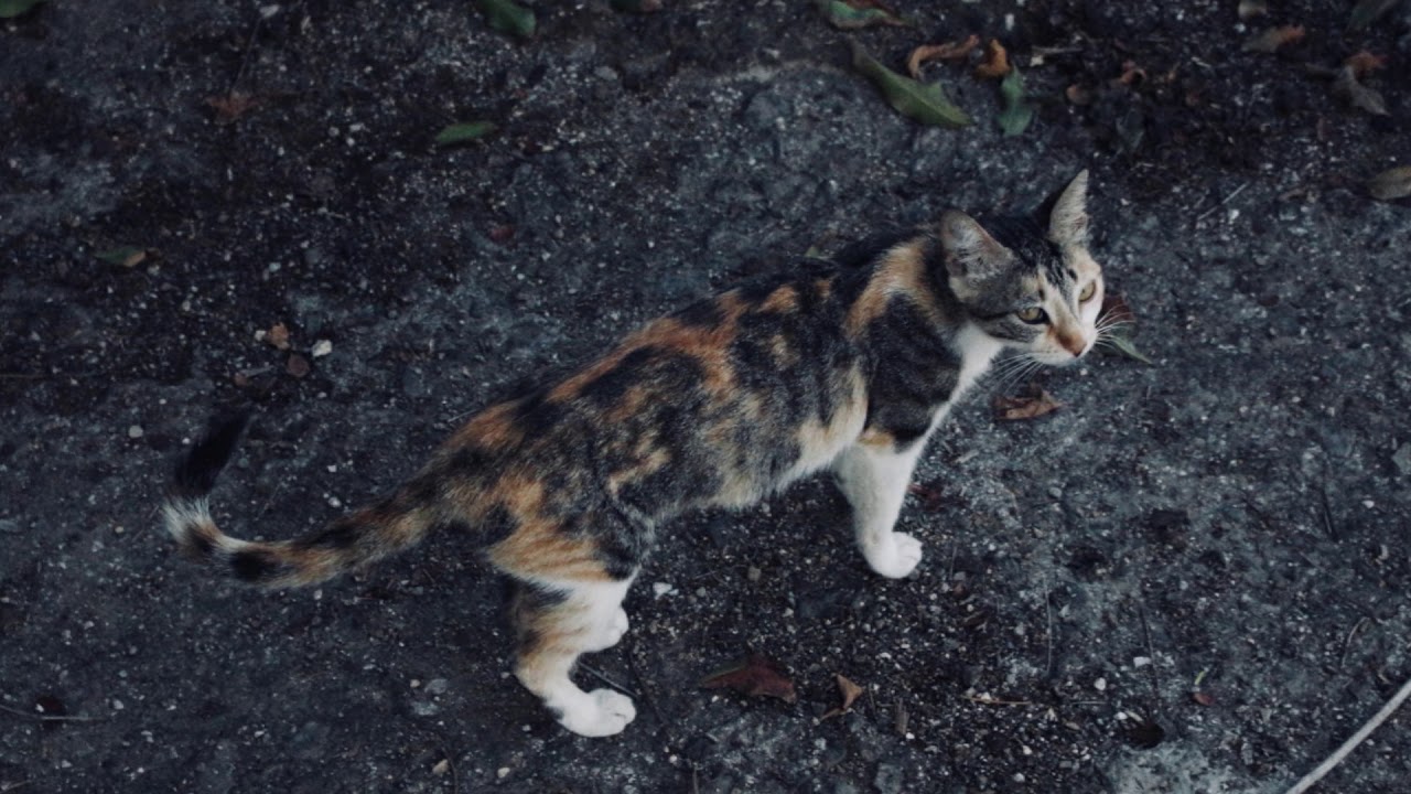 Katten vangen voor Stichting Dierenhulp in Curacao