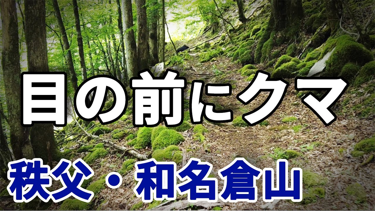埼玉でクマに遭遇 | 秩父でツキノワグマ出没 | 和名倉山で目の前に熊が現れた