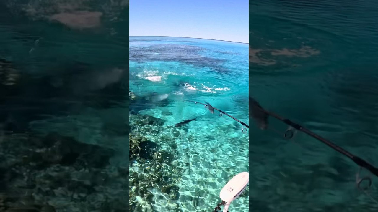 Giant Topwater Attack