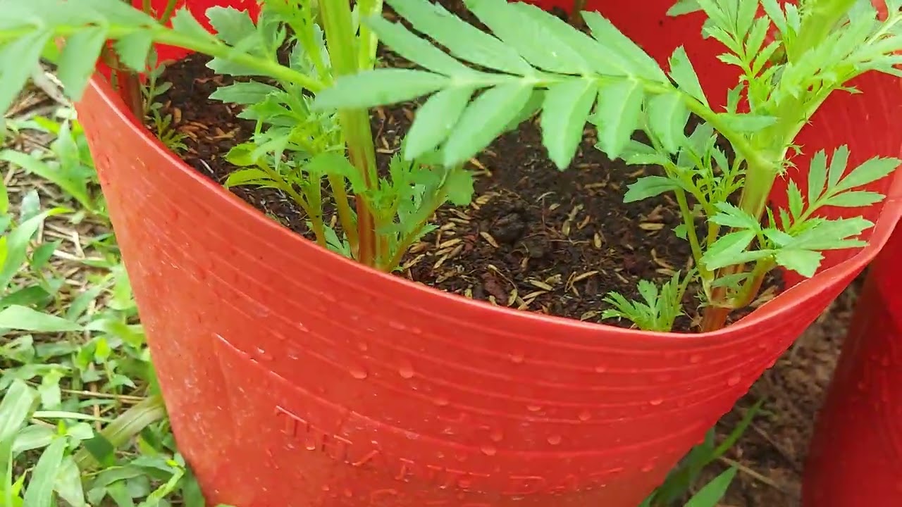 Đã 2 hôm nay bé không được tắm nắng. Nên bé lớn hơi chậm . Sắp đến ngày bé cơi đọt rồi cô chú ơi...
