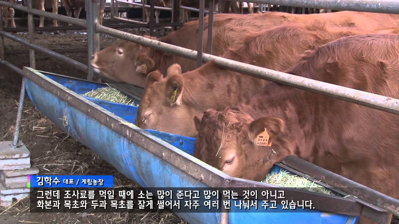 [한우농가 교육영상] 비육우 관리(육성우, 6개월령 이후)-5강 우수 한우 농가 사례 계림농장