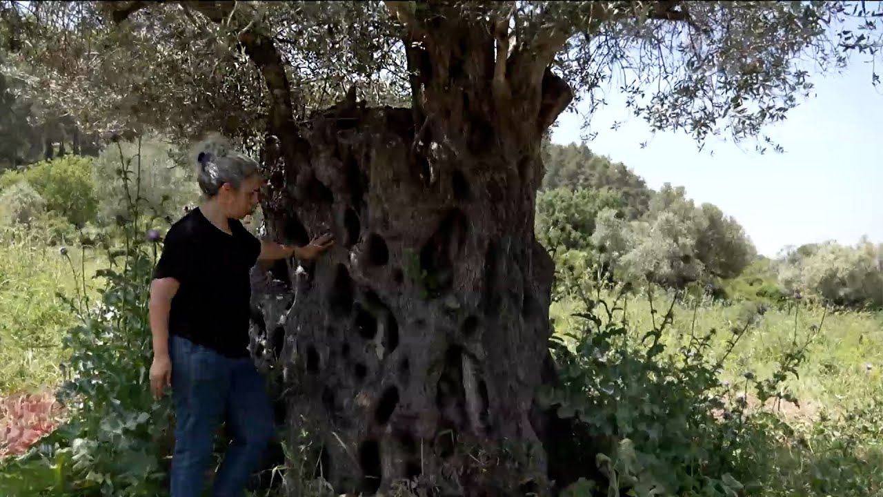 למה שמן הזית הישראלי כל כך יקר והאם הוא יעלם מהמדפים?