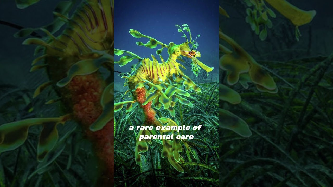 Uncover the mystical Leafy Seadragon: vibrant colors, extraordinary camouflage. Nature's wonders !!!