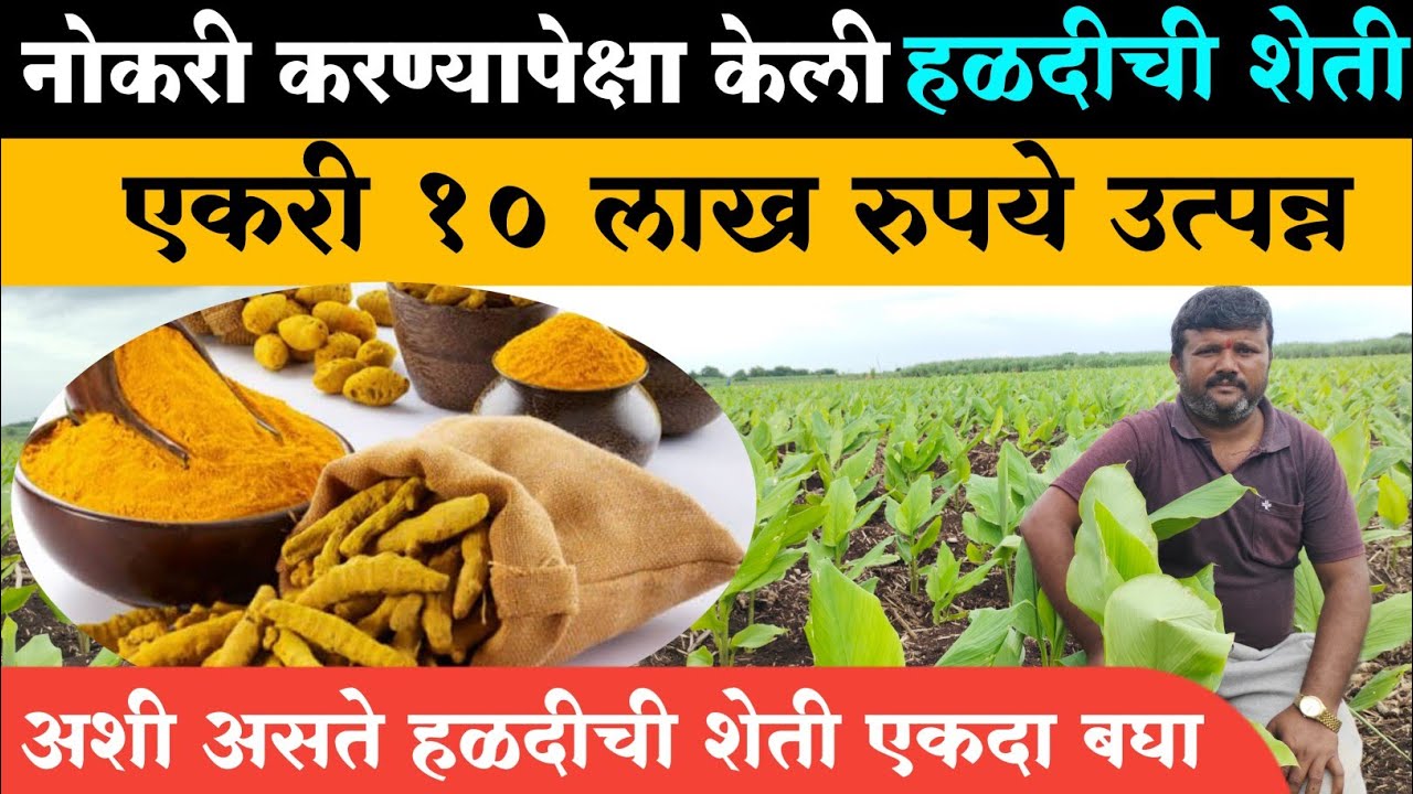 हळदीची शेती संपूर्ण माहिती | turmeric farm information