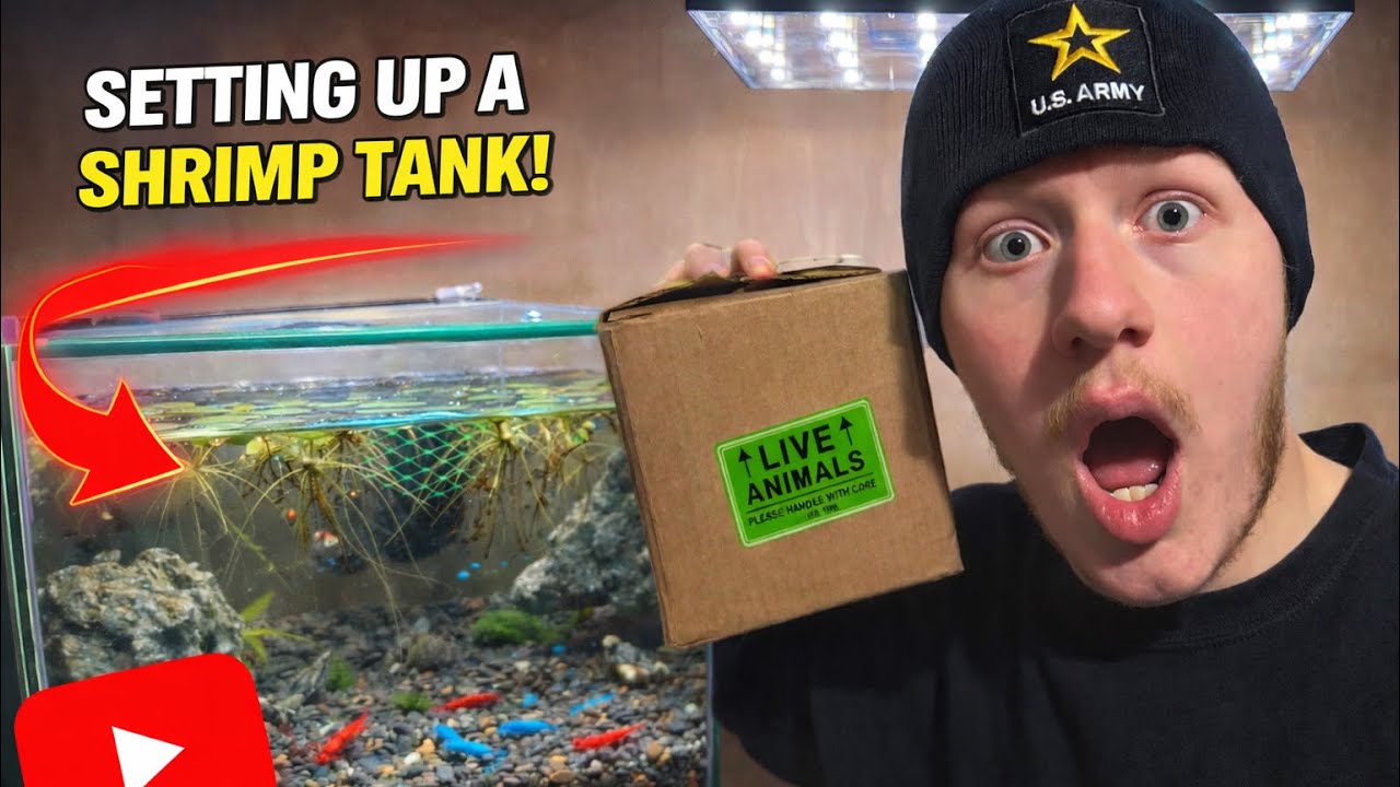 I Built a Shrimp Tank… Here’s What Happened 🦐