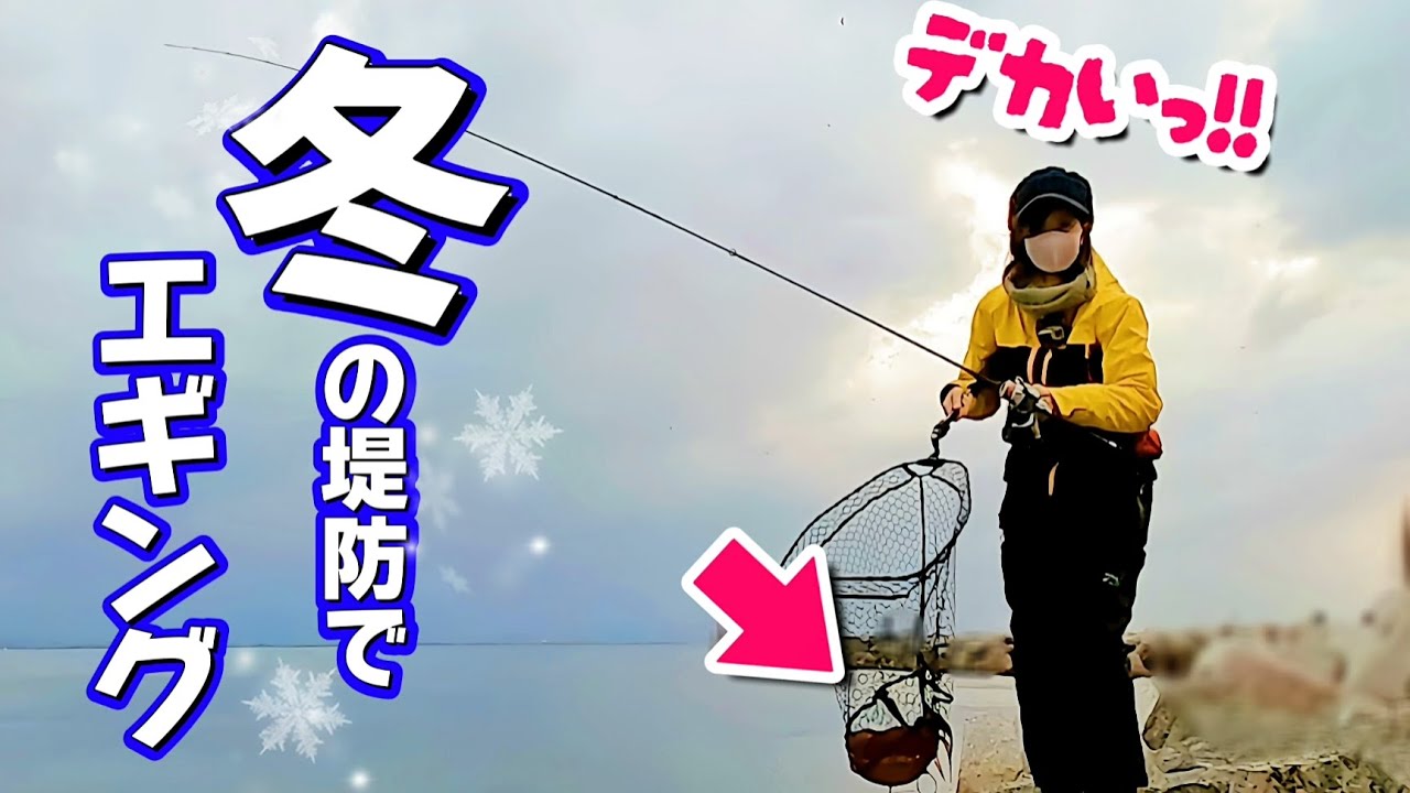 【エギング】冬の堤防で、急に鳴り響くドラグ音!! 12月 良型アオリイカを釣り上げる♪
