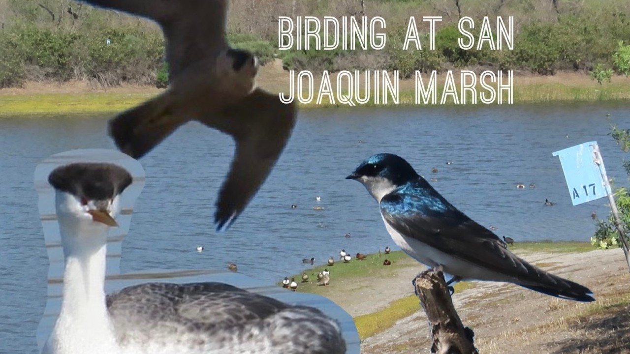 Hybrids & Falcons - Birding at San Joaquin Marsh
