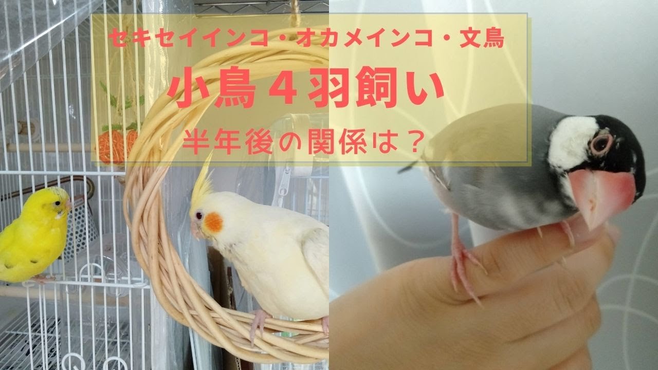 《多頭飼い》オカメインコ・文鳥・セキセイインコ4羽と暮らして半年たって鳥同士の関係はどうなった？