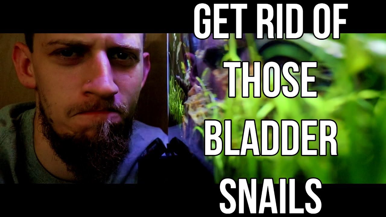 HOW TO get RID of PEST SNAILS!