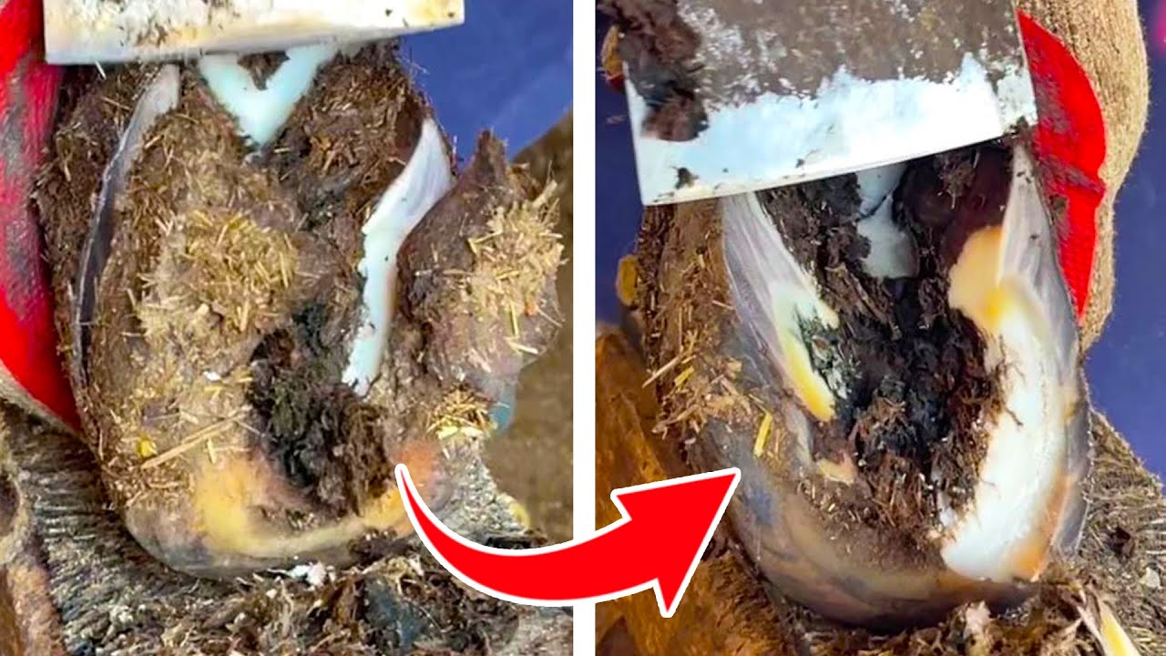 Repair: Patterned Donkey Hoof! It has not been repaired for a year and it is so big!