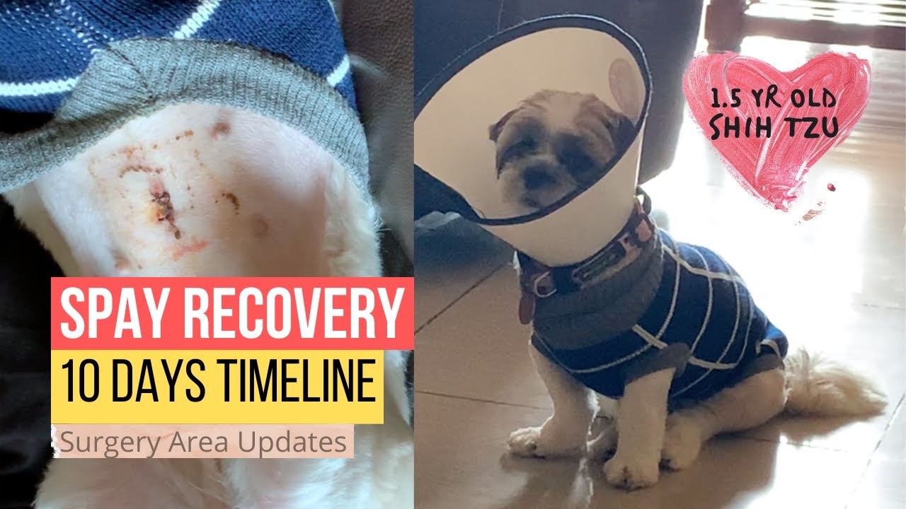 Shih Tzu Spay Surgery Recovery | Surgery Area Updates | 1.5 Year Old