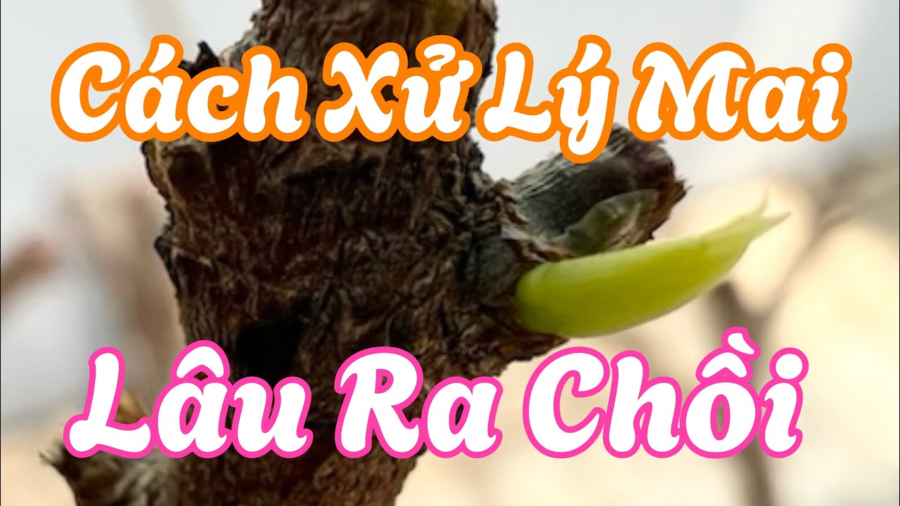 Xử Lý Mai Lâu Ra Chồi . 