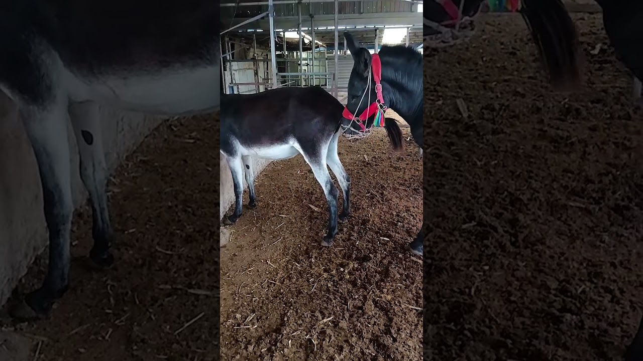 Funniest Donkey Ever Donkey Training the fun way 437