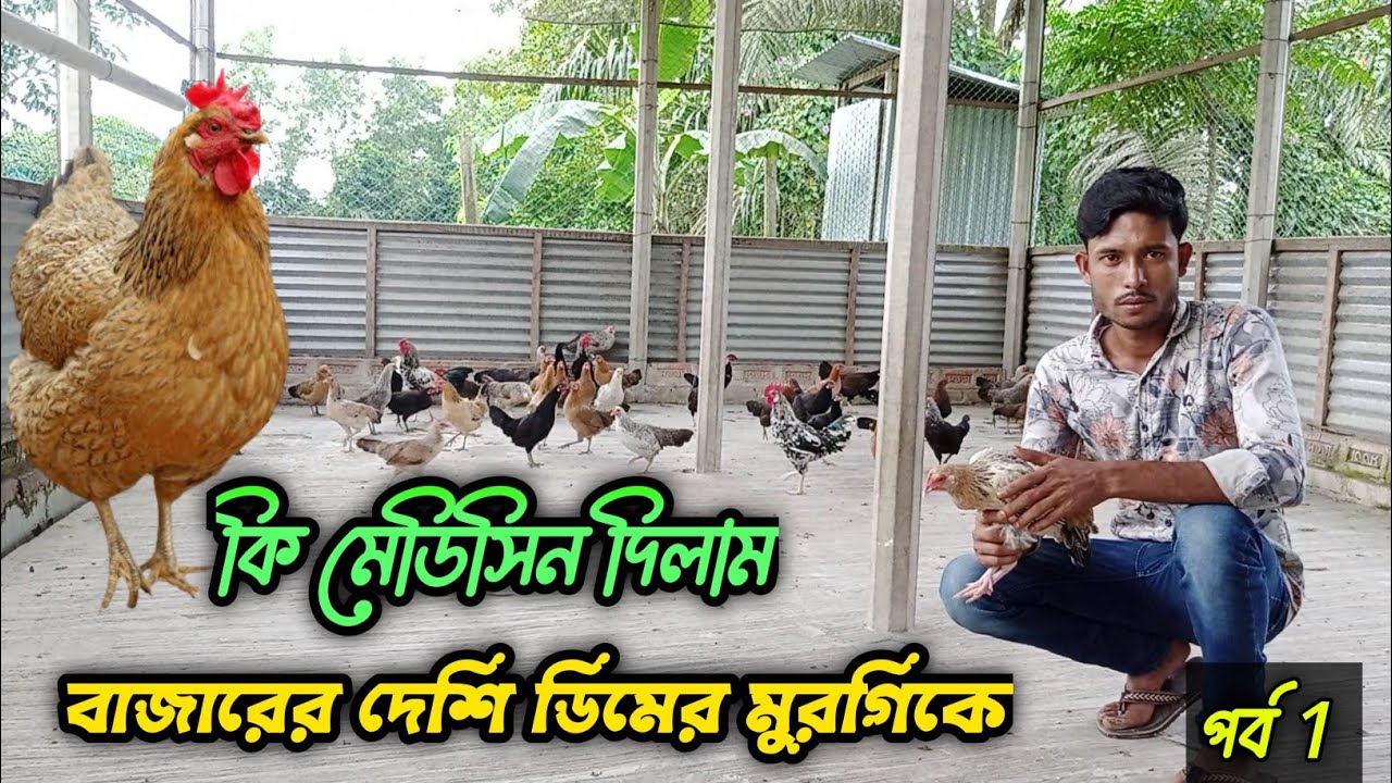 কি মেডিসিন দিলাম, বাজার থেকে দেশি ডিমের মুরগি কিনে দেওয়ার পরে #shakilfarming #murgi #বাজারমুরগি
