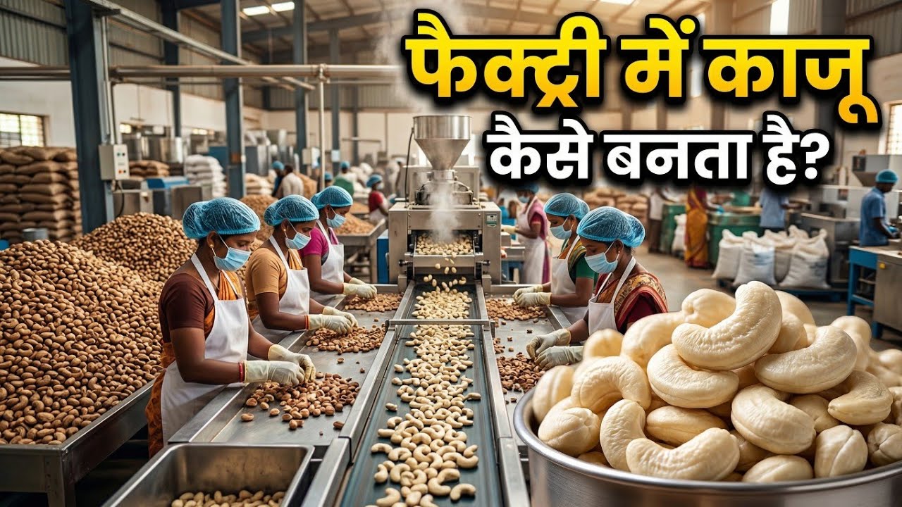 फैक्ट्री में काजू कैसे बनता है? पूरा प्रोसेस देखें