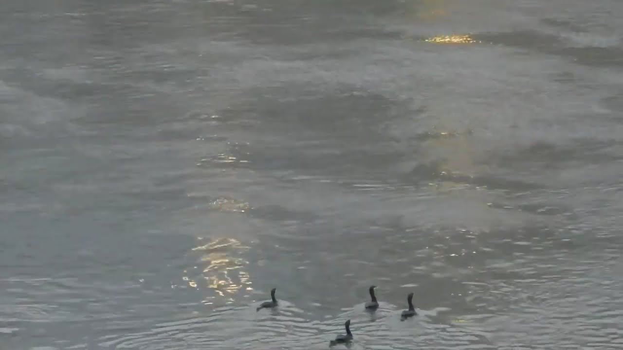 2026.1月22日 陰雨濕冷 11度 基隆河鸕鶿