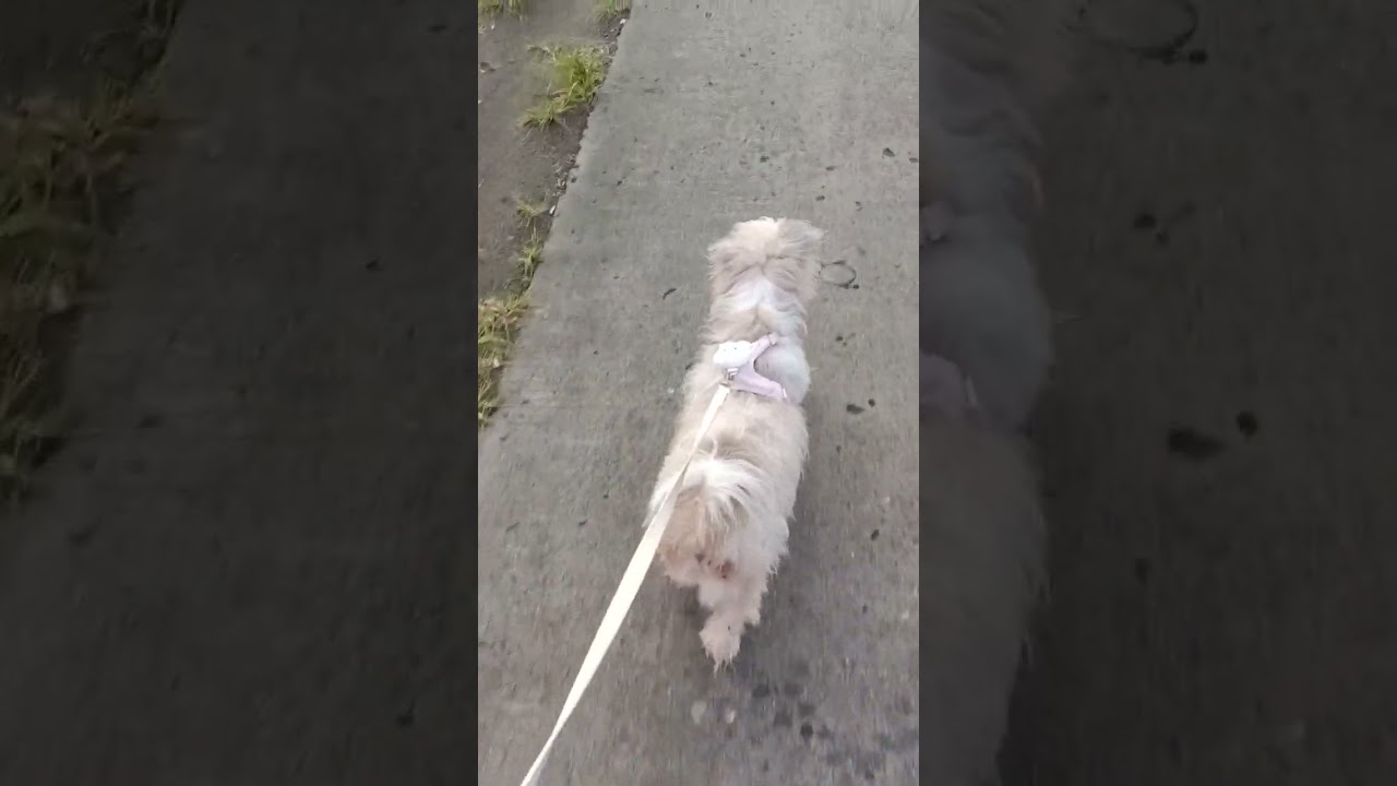 Morning walk with mommy happy and choco