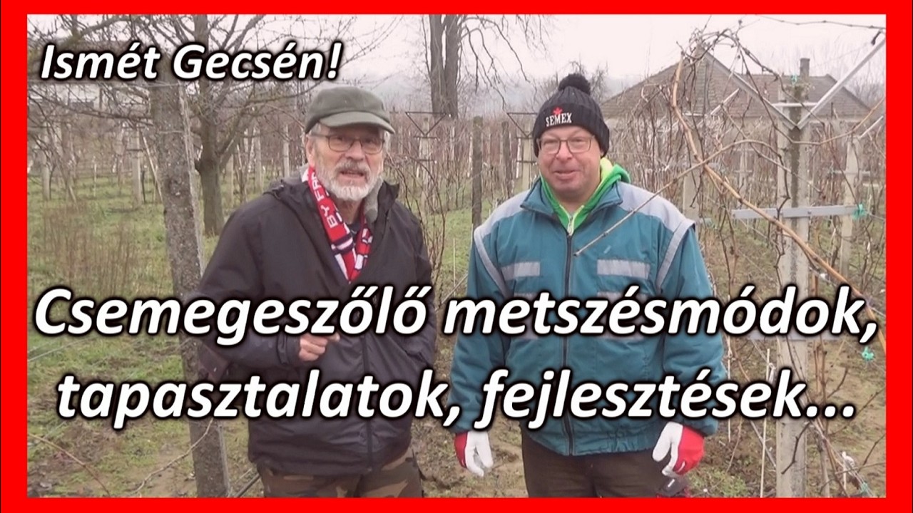 Metszésmódok, jól bevált fajták, támrendszer korszerűsítés Kiss András szőlő birtokán