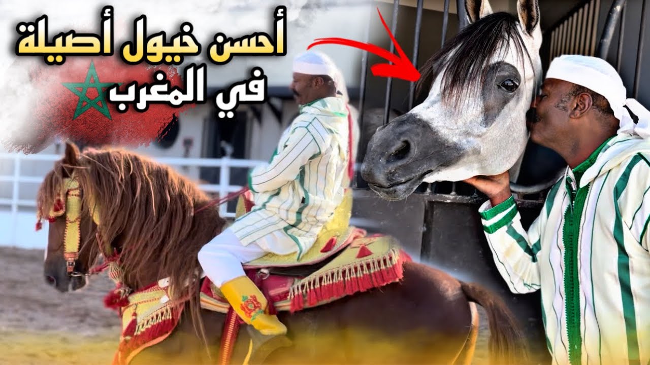 مشيا عند أحسن مربي الخيول الأصيلة ليحتل مراتب أولا عالميا. بدريس دار ليه مفاجأة قدام الخليجيين 😱🚨