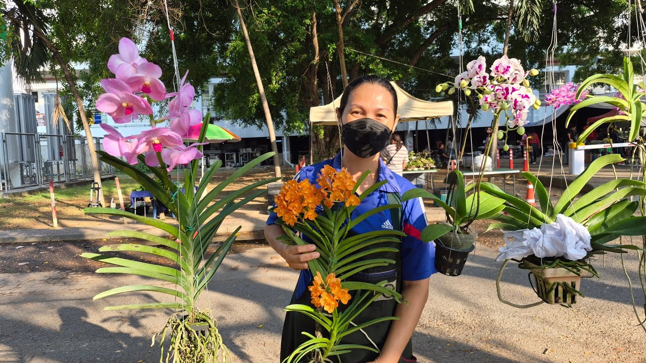 กล้วยไม้สวยๆตลาดนัดวันอังคารรพสิริกิติ์ ร้านกิ๊กกล้วยไม้