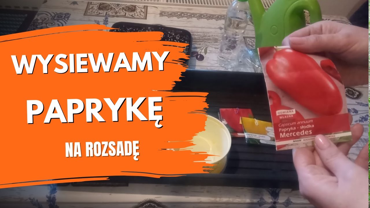 Jak siać paprykę z nasion? Siew papryki w styczniu. Rozsada papryki krok po kroku. Porady ogrodnicze