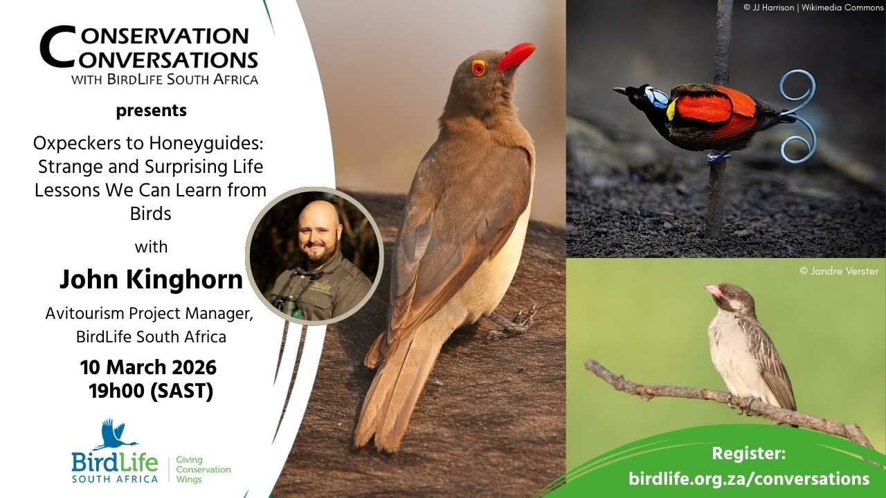 Conservation Conversations: Strange and Surprising Life Lessons We Can Learn From Birds