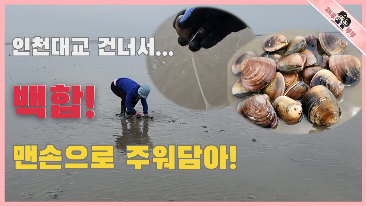 호미없이 맨손으로 백합을 줍고!! 주먹만한것 이런곳에 있다!!
