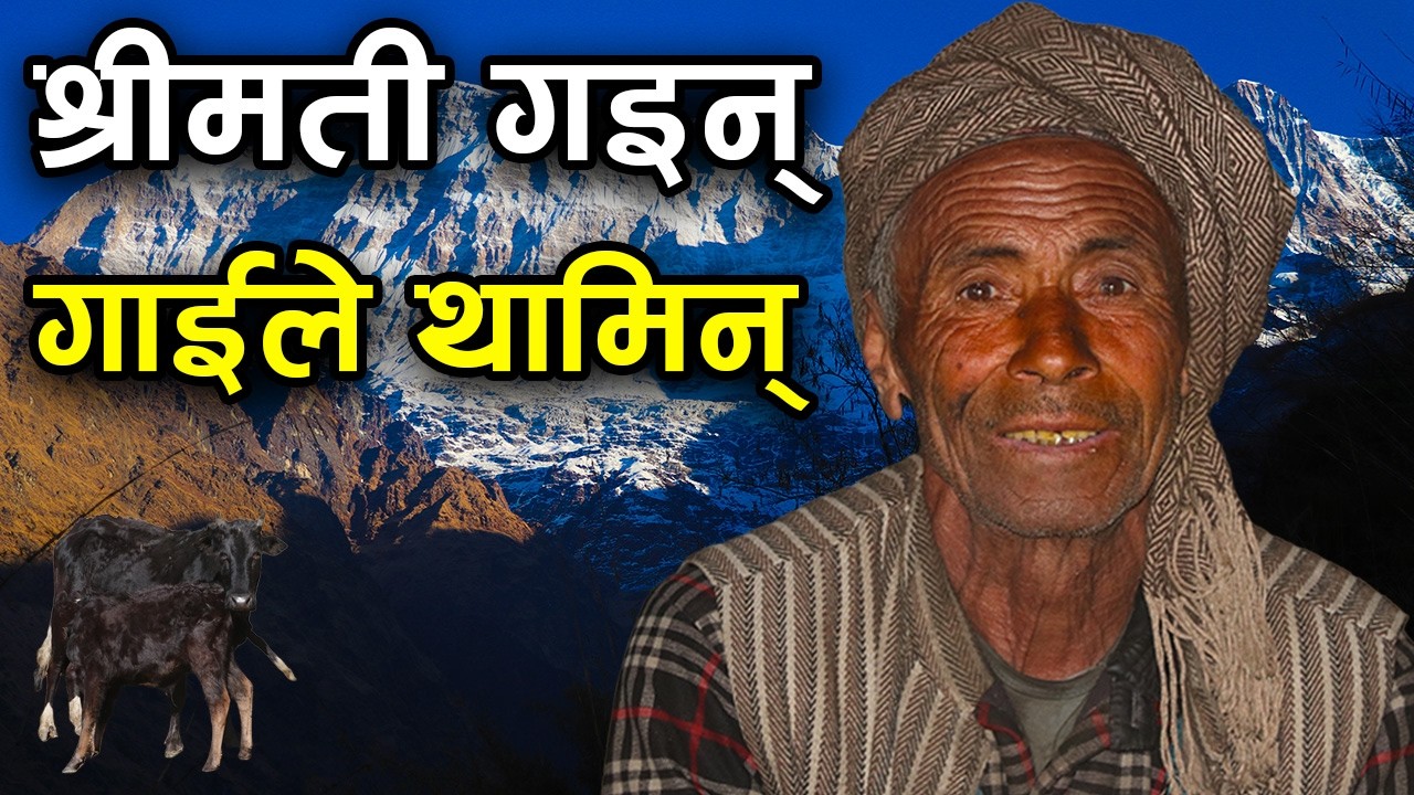 श्रीमती गइन्-गाईले थामिन् ! जंगलमा ७७ बर्षे 'बा' एक्लै, 'बा'को मन छुने कथा ||kiranpaudel