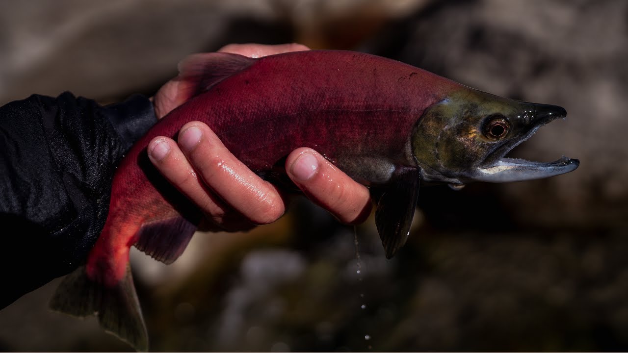 How To Catch Kokanee Salmon