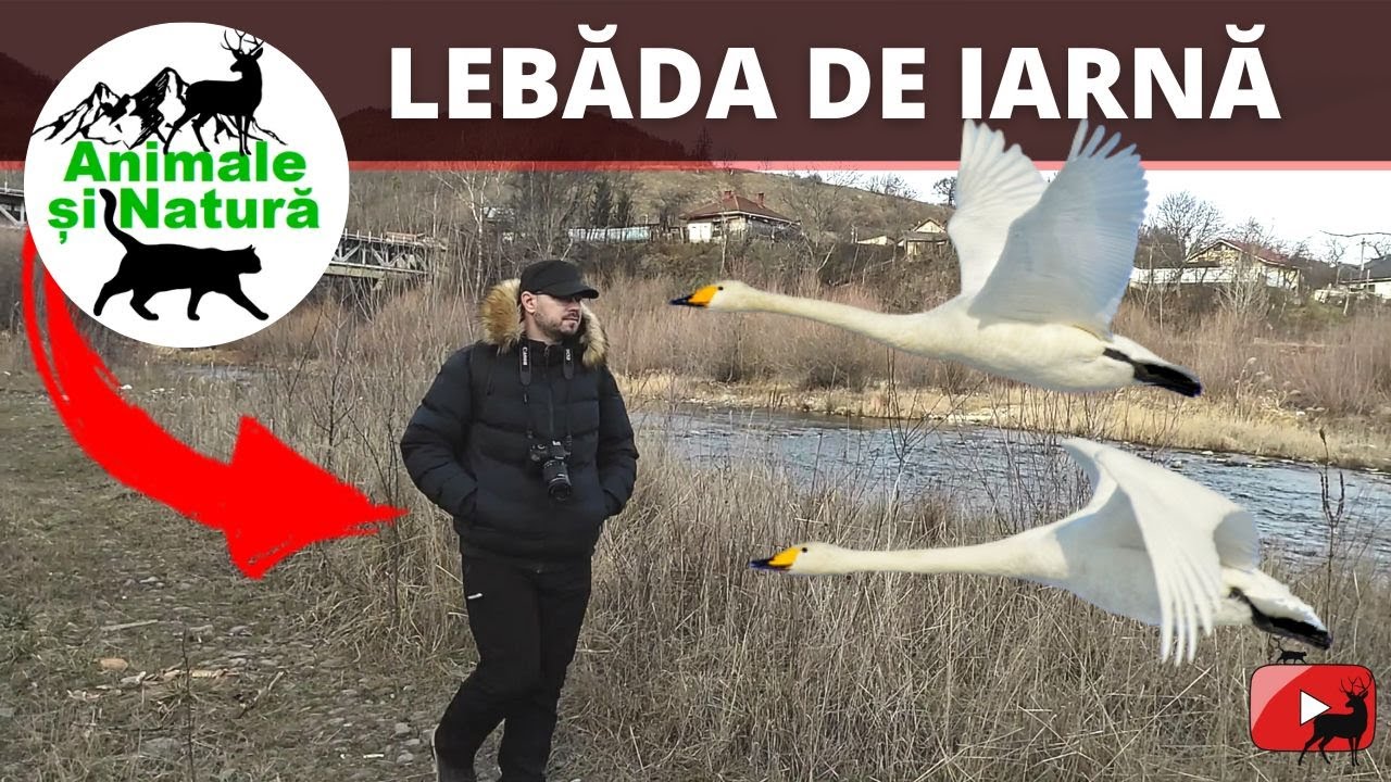 Lacurile Vaduri si Pangarati: un refugiu pentru pasarile salbatice