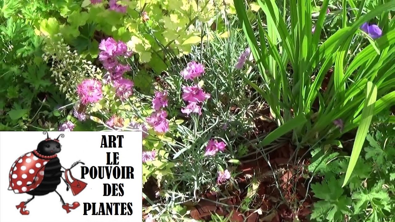 Tuto jardin: œillet mignardise: Comment faire la Taille et l'entretien: Plante vivace