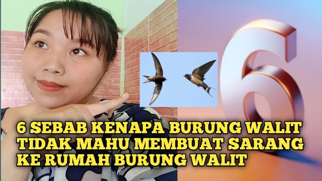 6 Sebab Kenapa Burung Walit Tidak Mahu Membuat Sarang ke Rumah Burung walit!