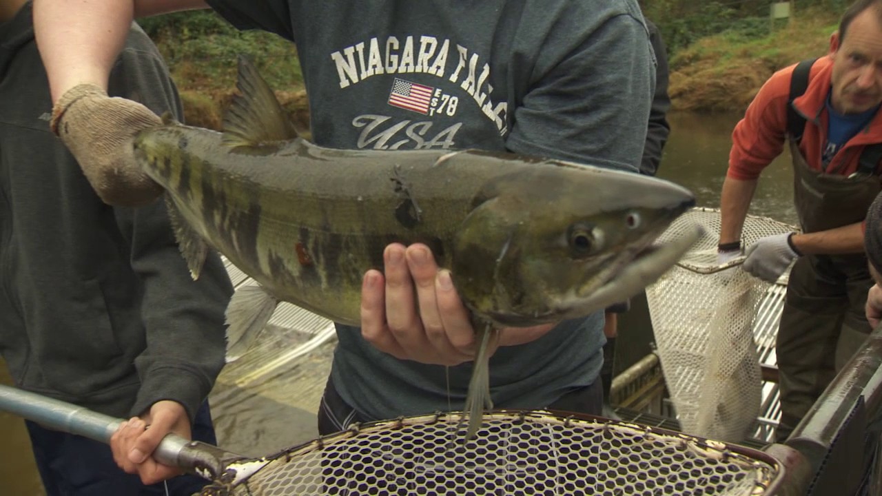 Hatcheries in Metro Vancouver Regional Parks