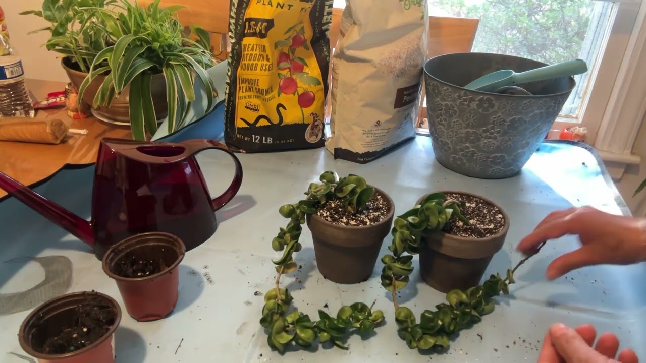Transplante más propagación de Hoya carnosa compacta🦋