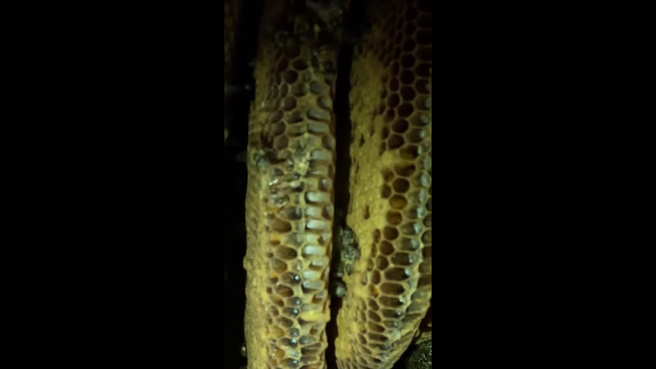 Escape from an Angry Bee Swarm: An Unbelievable Story! 