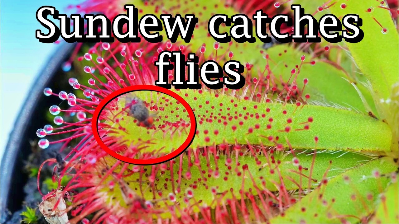 Sundew hybrid gets some flies -timelapses-