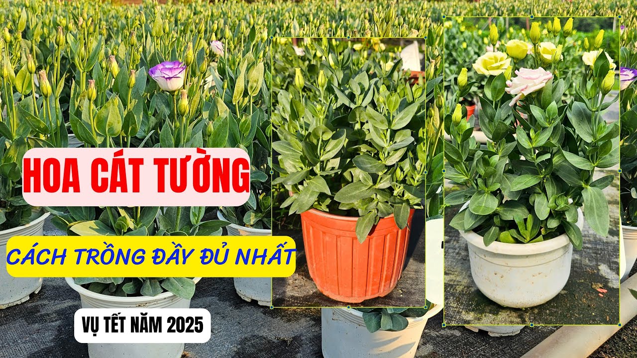 Cách trồng hoa cát tường đầy đủ nhất vụ tết 2025