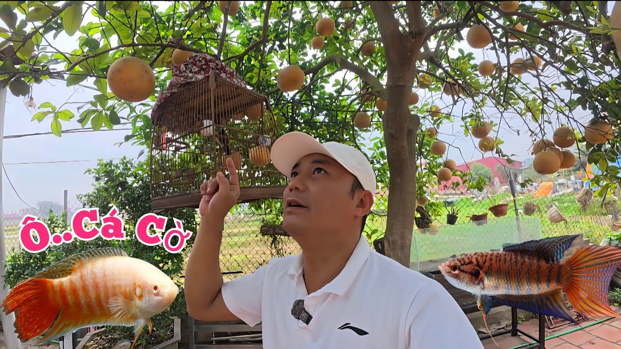 Chào Đón Hàng Trăm Con Cá Mới Và Chuẩn Bị Hái Cây Bưởi Xem Bao Nhiêu Quả...