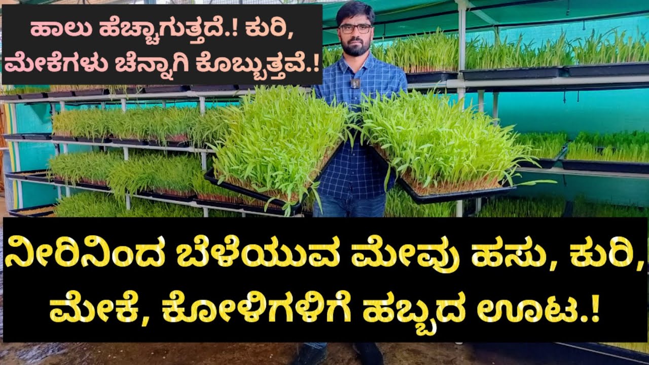 ನೀರಿನಿಂದ ಬೆಳೆಯುವ ಮೇವು ಹಸು, ಕುರಿ, ಮೇಕೆ, ಕೋಳಿಗಳಿಗೆ ಹಬ್ಬದ ಊಟ.!ಹಾಲು ಹೆಚ್ಚಾಗುತ್ತದೆ.! ಕುರಿ  ಕೊಬ್ಬುತ್ತವೆ.!