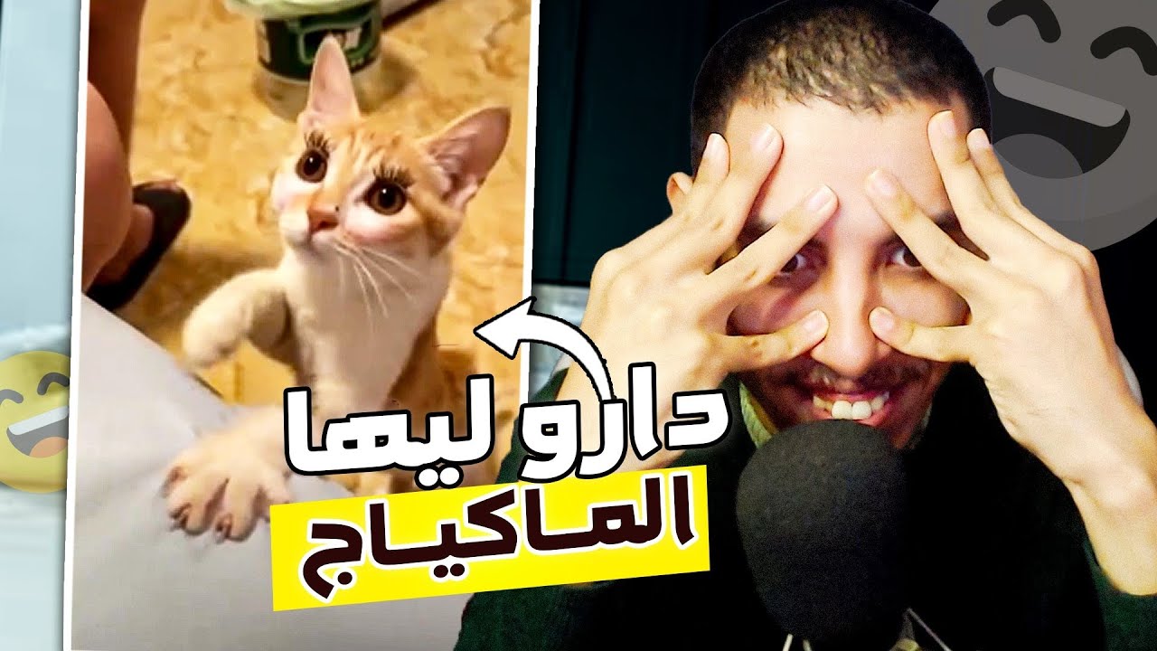Rection Memes #2 😭 حتى القط ودارو ليه الماكياج